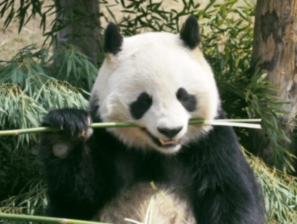 AI商品套图 product-detail-page 1275153a28700bd9d1a5e52a3b3a4347_cmp@1011x763.webp