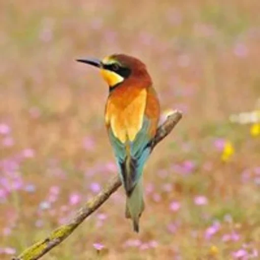 AI商品套图 product-detail-page 79d59b191996ede84d98442fd4613cb0_cmp@512x512_1_.webp